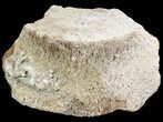 Fossil Whale Vertebrae - Yorktown Formation #50855-1